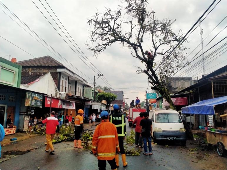 Evakuasi pohon tumbang yang menimpa mobil dan kabel di dusun Karang wetan Pucang, Secang. (foto : muhamad fadlil/magelang ekspres)